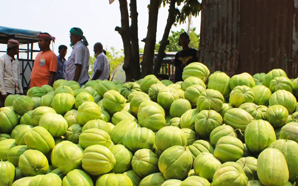 কুমিল্লার দেবিদ্বারে বাঙ্গি’র বাম্পার ফলন, কৃষকের মুখে হাসির ঝিলিক
