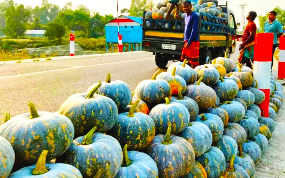 কুমিল্লা বরুড়া উপজেলায় মিষ্টিকুমড়ার বাম্পার ফলন, কৃষকের মুখে হাসি