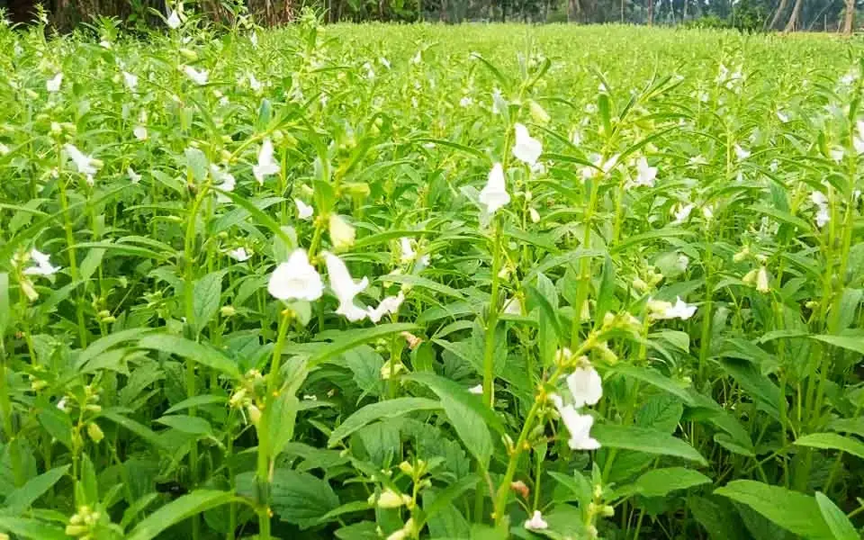 কুমিল্লার চাষিরা ঝুঁকছেন তিল চাষে
