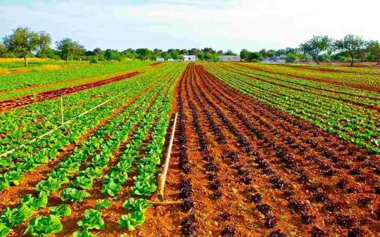 কুমিল্লার বুড়িচংয়ে লেটুসপাতা চাষে কৃষকদের নতুন সম্ভাবনা।