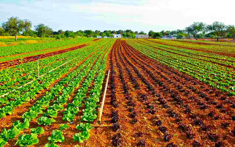 কুমিল্লার বুড়িচংয়ে লেটুসপাতা চাষে কৃষকদের নতুন সম্ভাবনা।