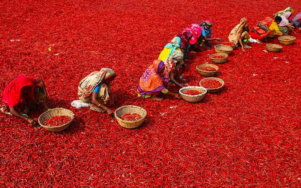 কুমিল্লার তিতাস উপজেলায় মরিচ চাষিদের মুখে তৃপ্তির হাসি।