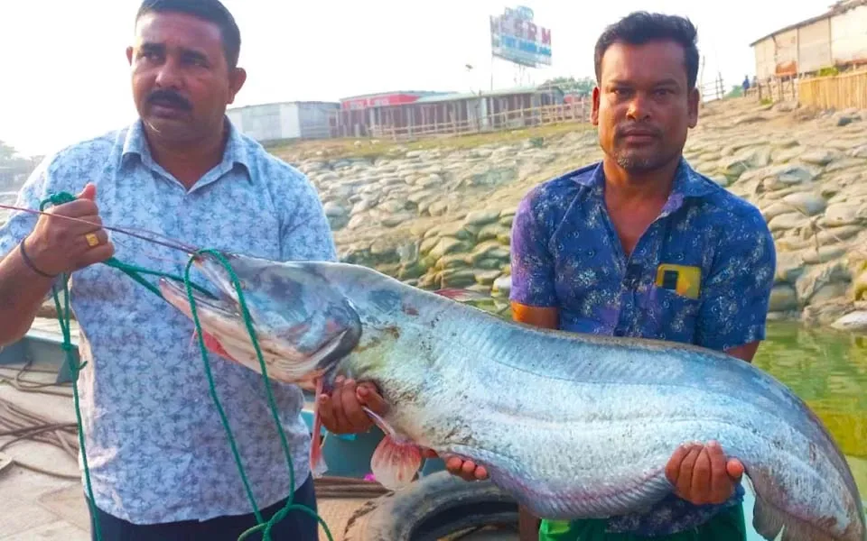 এক বোয়ালের দাম সাড়ে ৪৫ হাজার টাকা