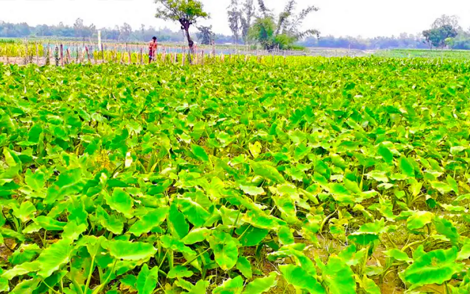 কুমিল্লার লালমাইয়ে কচু চাষে বাম্পার ফলনে কৃষকের মুখে হাসি