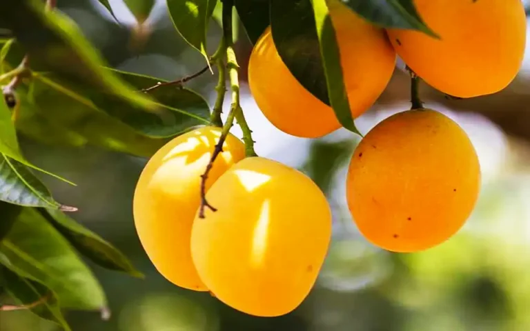 কুমিল্লার লালমাই পাহাড়ে আম চাষে সম্ভাবনার হাতছানি