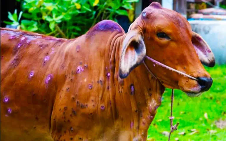 আসছে কোরবানি ঈদ, ছড়িয়ে পড়ছে গরুর লাম্পি ডিজিজ