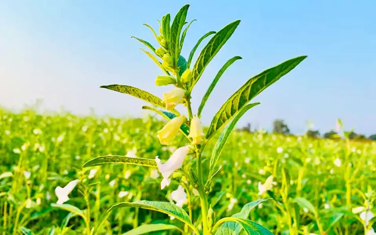 কুমিল্লা গোমতীর চরে তিলের বাম্পার ফলনে খুশি কৃষকরা