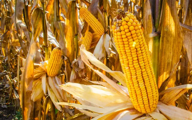 কুমিল্লার দাউদকান্দিতে ভুট্টা চাষে সফলতার স্বপ্ন বুনছেন কৃষক