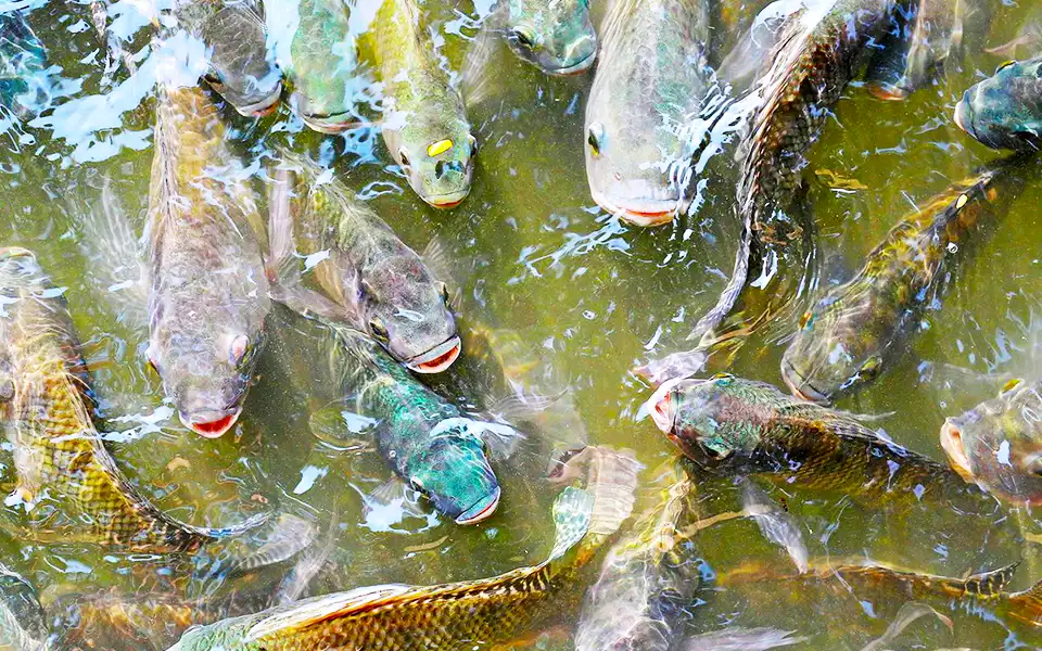 কুমিল্লায় বায়োফক্স পদ্ধতিতে চাষ হচ্ছে দেশী টেংরা ও কৈ মাছ