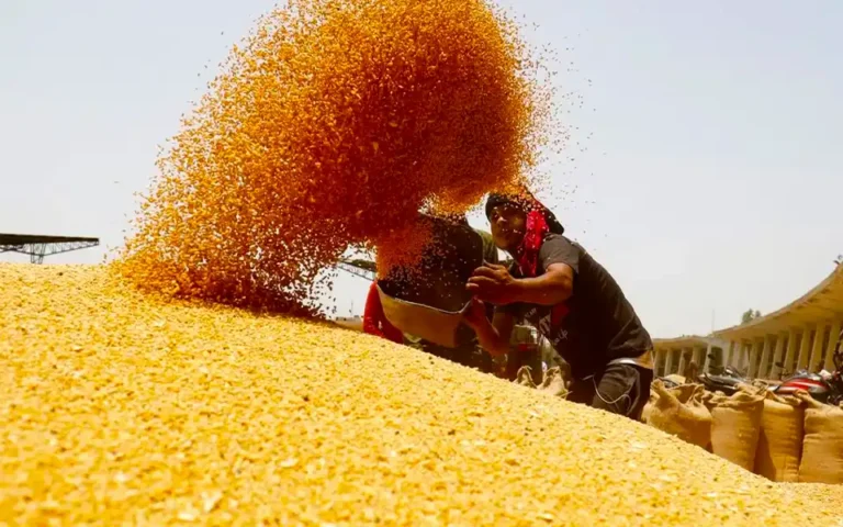 রাশিয়া ও ইউক্রেনের শস্য চুক্তির মেয়াদ দুই মাস বাড়িয়েছে