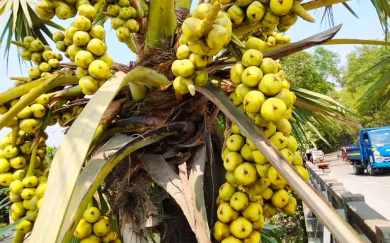 কুমিল্লায় গরমে বেড়েছে তালের শাঁস বিক্রি