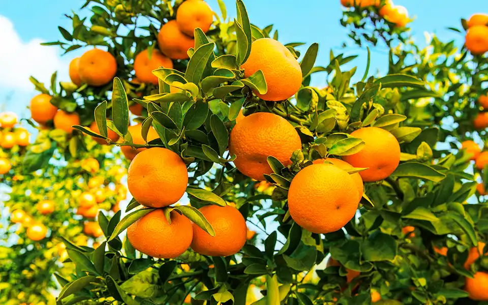 কুমিল্লার শাহাজাহান মাল্টা চাষ করে স্বাবলম্বী