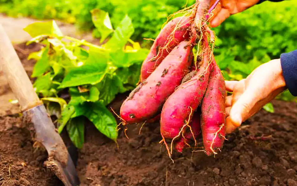 কুমিল্লায় মিষ্টি আলু চাষে লাভবান, আগ্রহ বাড়ছে কৃষকদের