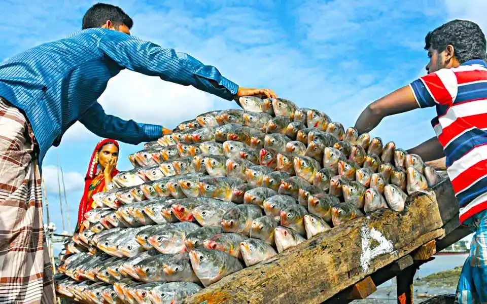 নিষেধাজ্ঞা শেষ, মধ্যরাত থেকে ইলিশ ধরা শুরু