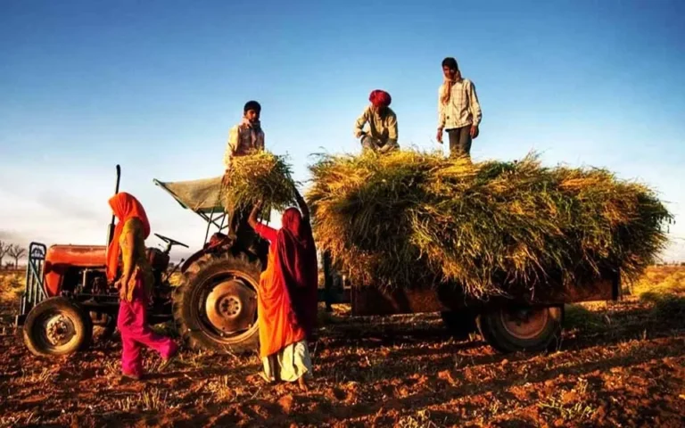 ঘরে উঠছে কৃষকের সোনালী স্বপ্নের ধান