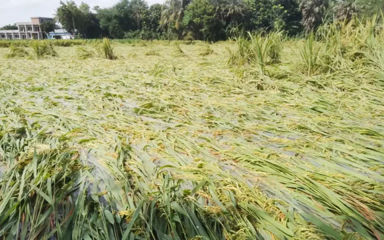 ঘূর্ণিঝড় মোখার প্রভাবে ফসলের ব্যাপক ক্ষয়ক্ষতির আশঙ্কা
