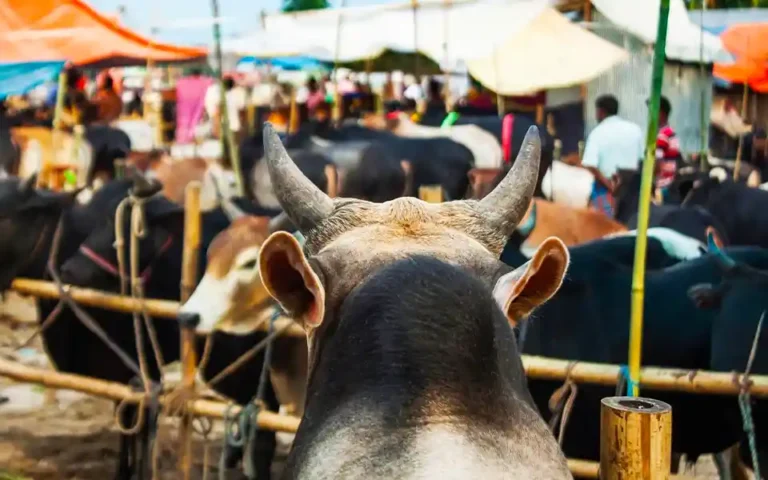 20,000 sacrificial animals are ready at Muradnagar in Comilla
