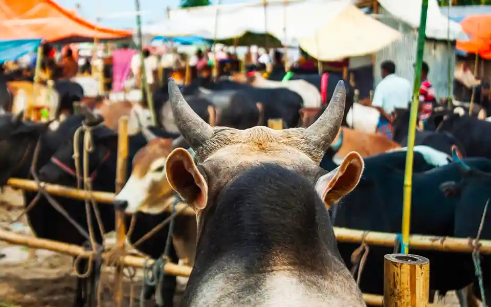 20,000 sacrificial animals are ready at Muradnagar in Comilla