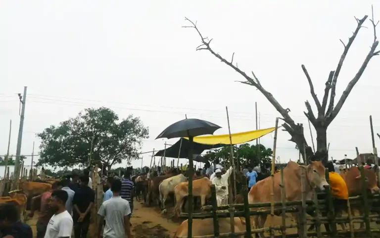 All animal markets of Comilla have started gathering