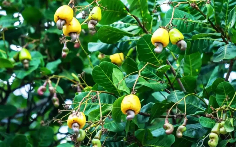 কুমিল্লায় বেশি লাভের আশায় বাড়ছে কাজু বাদামের চাষ