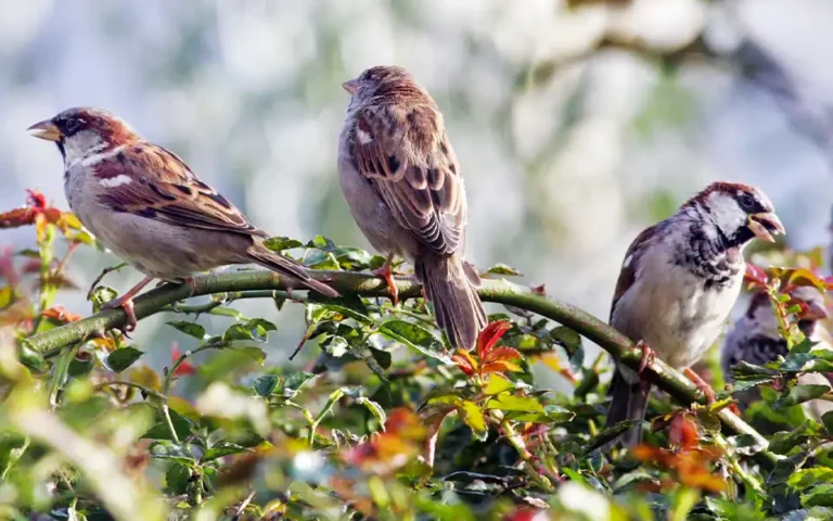 কুমিল্লায় ঝাঁকে ঝাঁকে চড়ুই, মুগ্ধতা ছড়াচ্ছে স্থানীয় ও দর্শনার্থীদের মাঝে
