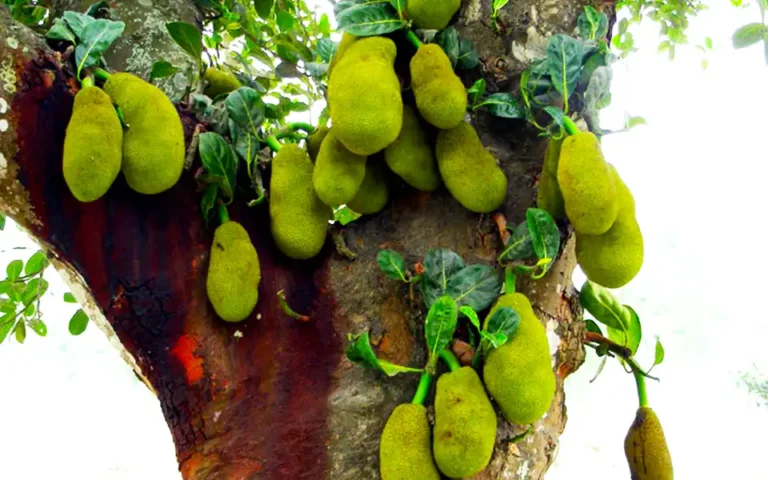 কুমিল্লার নদীর বাঁধ যেন এক টুকরো কাঁঠালের রাজ্য