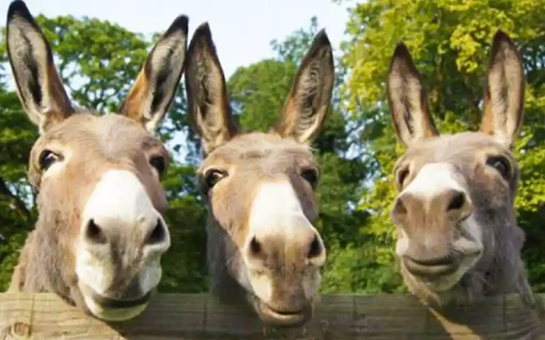 পাকিস্তানে বেড়েছে গাধা উৎপাদন