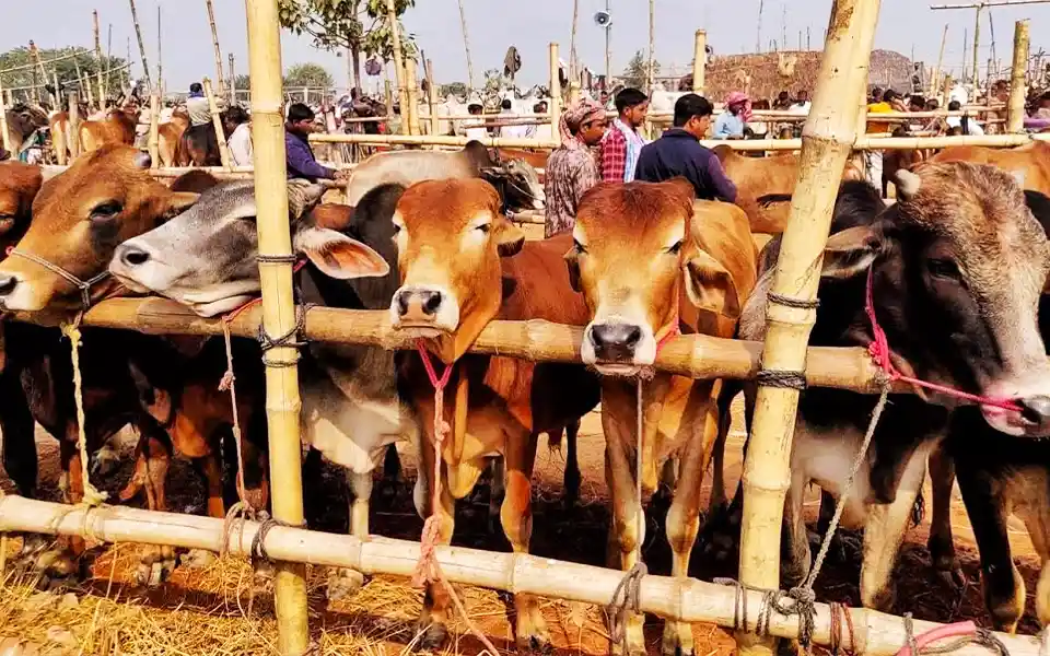 Feni's internal animals will meet the hundred percent of the sacrificial needs