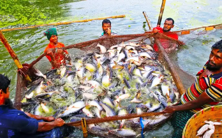 কুমিল্লায় প্লাবন ভূমিতে মাছ চাষ, বেড়েছে চাহিদার চেয়েও উৎপাদন