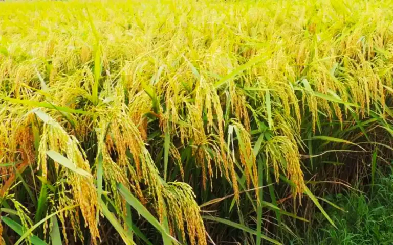 কুমিল্লায় কৃষকদের মাঝে বিনামূল্যে বীজ ও সার বিতরণ