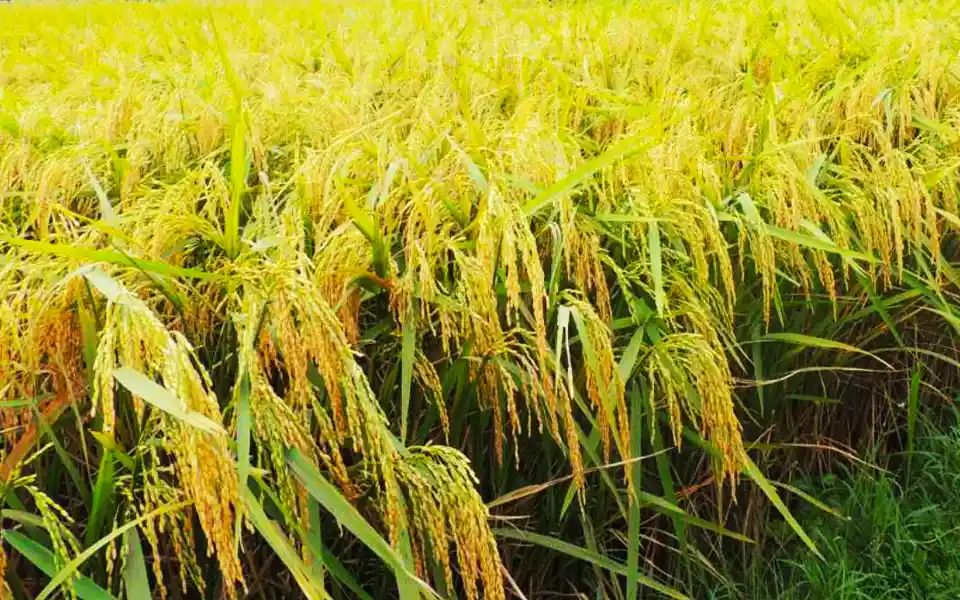 কুমিল্লায় কৃষকদের মাঝে বিনামূল্যে বীজ ও সার বিতরণ