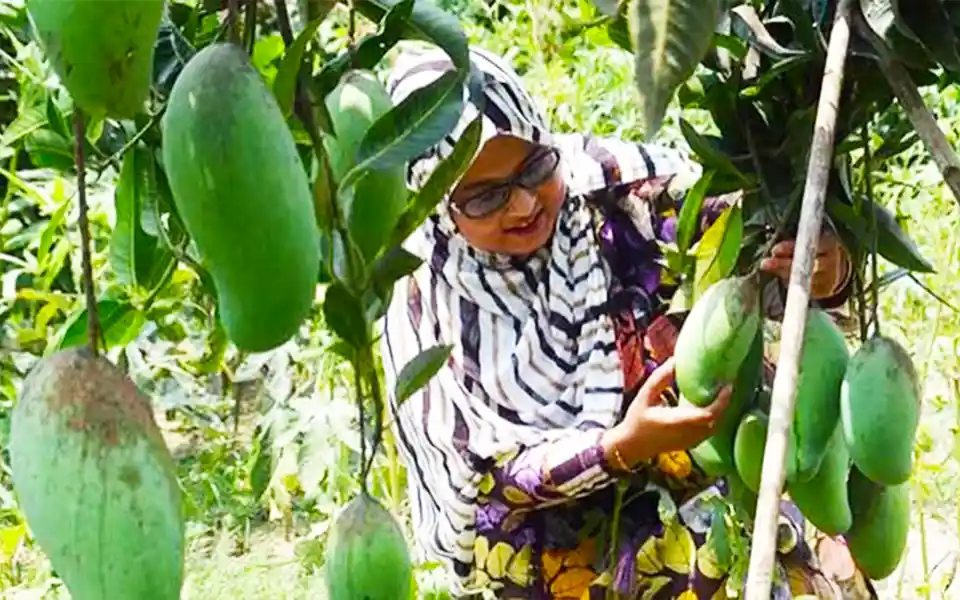Locals and visitors are impressed by the shape and color of mangoes in Comilla