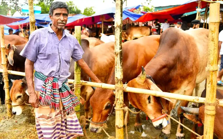 More than 2 lakh 29 thousand animals are ready for sacrifice in Comilla