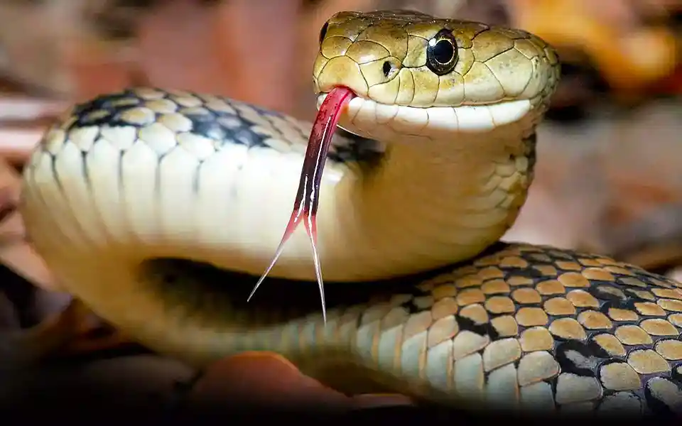 Ojha dies of pet snake bite in Bangladesh