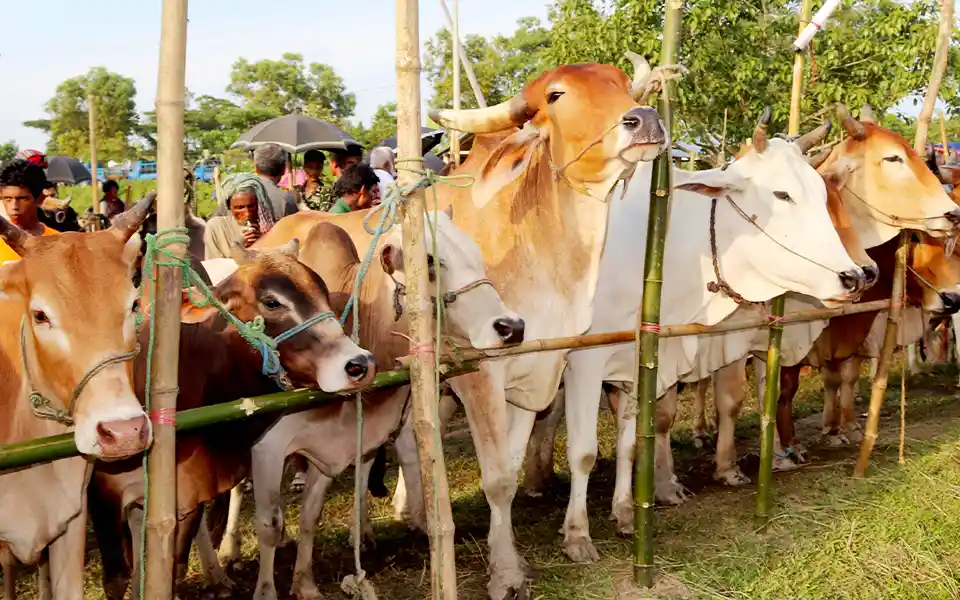 ঈদুল আজহায় এবার কোরবানিযোগ্য পশু চাহিদার চেয়ে ২১ লাখ বেশি আছে