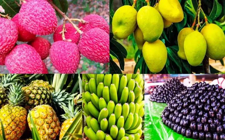 কুমিল্লার বাজারে বেচাকেনা বেড়েছে মৌসুমি ফলের