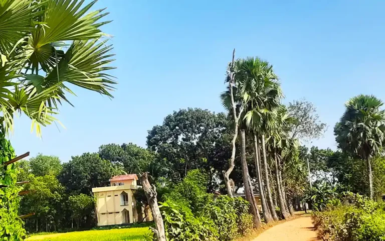 কুমিল্লার চৌদ্দগ্রামের সাতঘরিয়া যেন তালগাছের গ্রাম