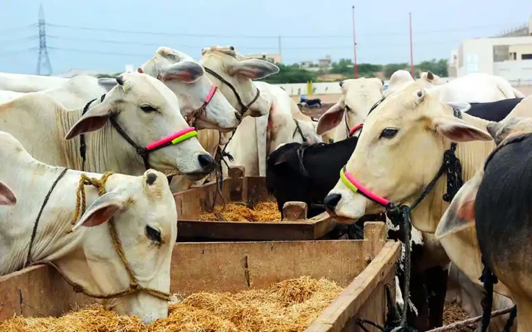 The Prophet Muhammad disliked eating the 6 parts of Halal animals