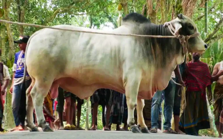 প্রধানমন্ত্রীকে কোরবানির গরু উপহার দিলেন কৃষক