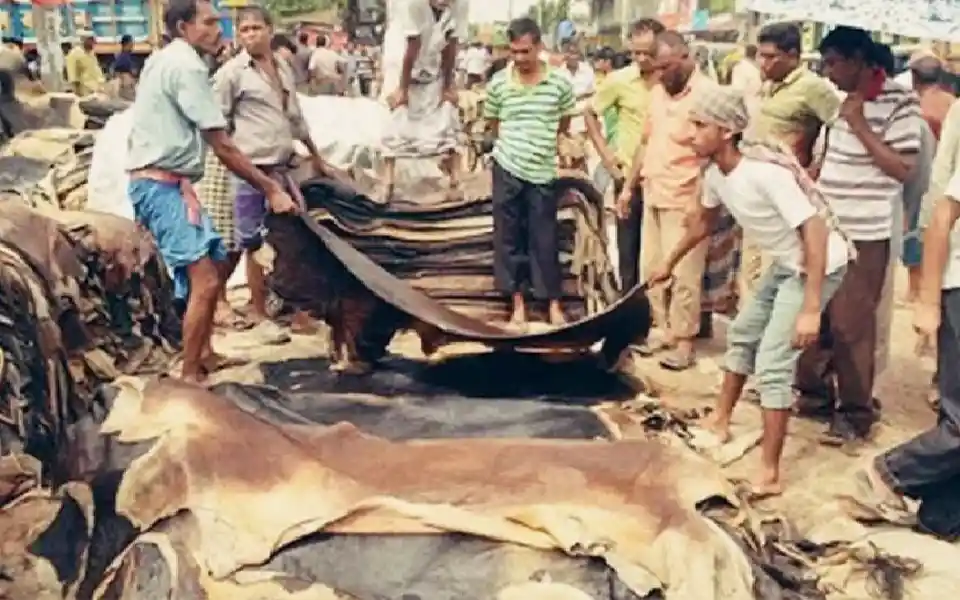 কোরবানির পশুর কাঁচা চামড়ার দাম নির্ধারণ আগামী সপ্তাহে