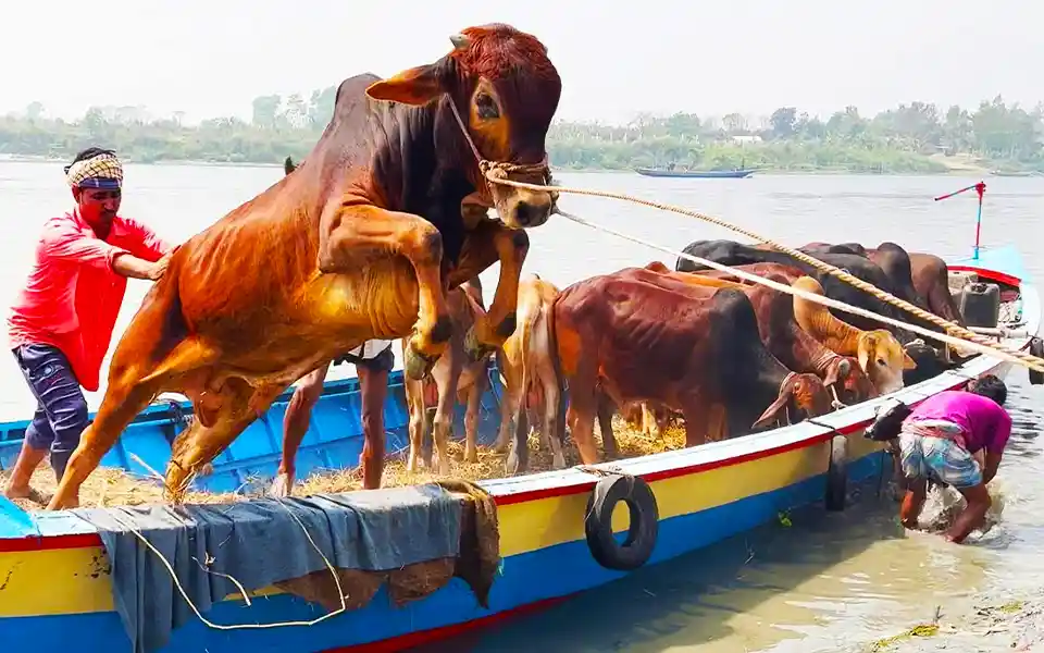 এবার কোরবানিযোগ্য পশু ১ কোটি ২৫ লাখ, ভারত নয় দেশি গরুই যথেষ্ট