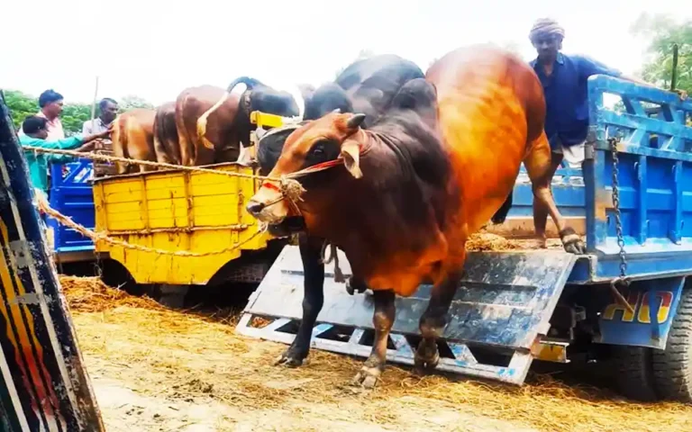 Writ to the High Court seeking directions for importation of cows