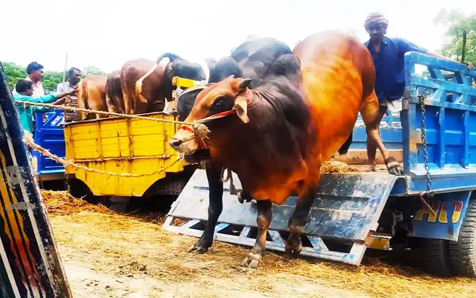 Writ to the High Court seeking directions for importation of cows