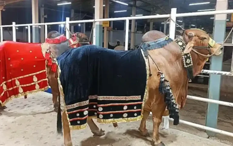 জায়েদ খানের’ দাম ৮ লাখ