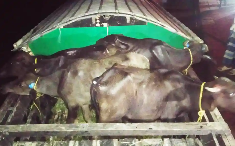 4 buffaloes floated in river water from India to Bangladesh