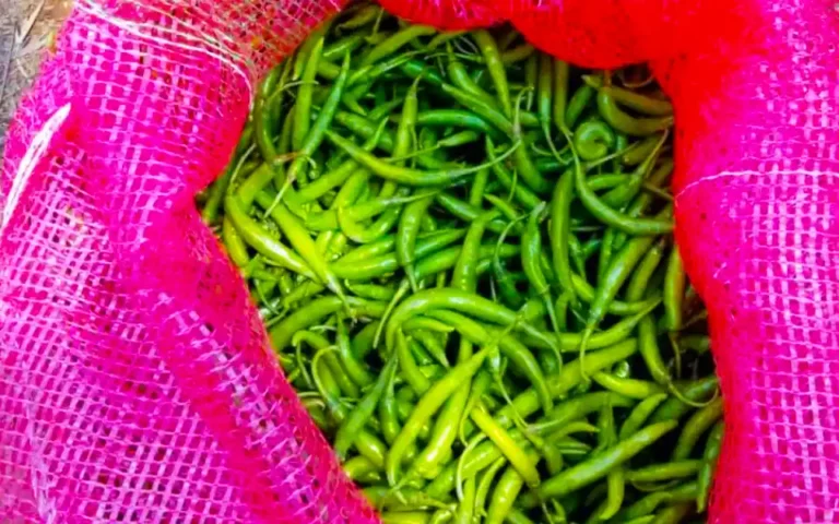93 tons of green Chillis arrived in the country at the rate of 50 taka