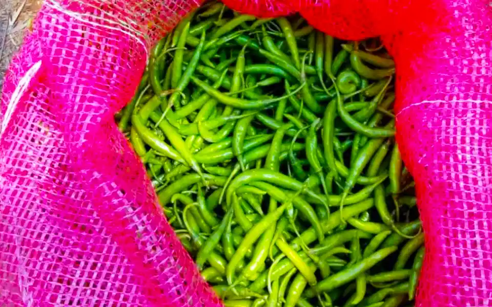 93 tons of green Chillis arrived in the country at the rate of 50 taka