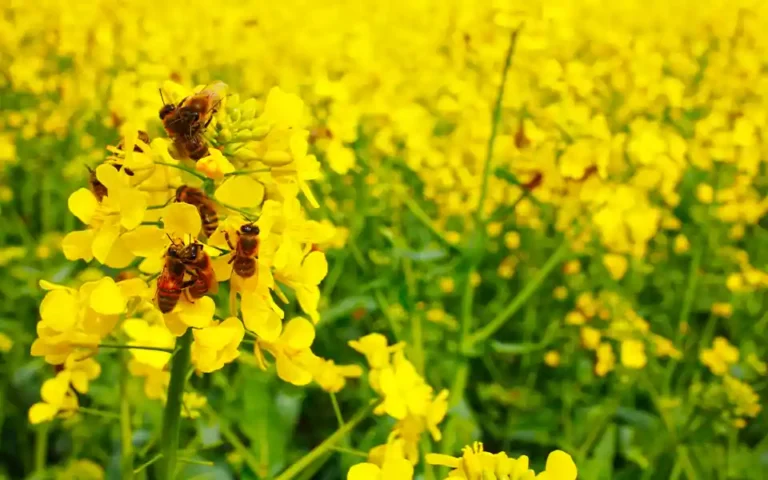 A bumper crop of mustard and sesame seeds in Comilla's Burichong is a smile on the face of farmers