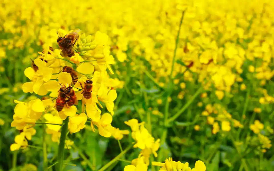 A bumper crop of mustard and sesame seeds in Comilla's Burichong is a smile on the face of farmers