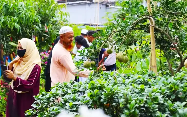 A tree fair has gathered in Comilla Town Hall grounds